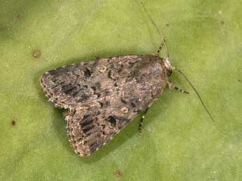 Spodoptera cilium Gn. adulte - Philippe Mothiron