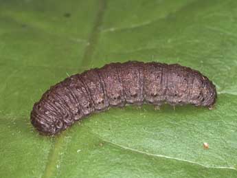  Chenille de Agrotis cinerea D. & S. - Kimmo Silvonen