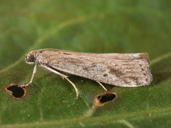 Euzophera cinerosella Z. adulte - ©Philippe Mothiron