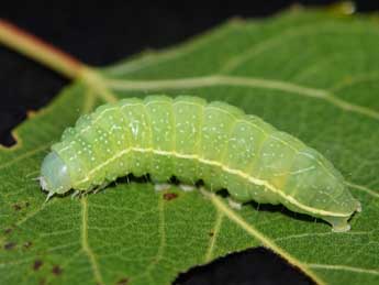  Chenille de Amphipyra cinnamomea Gze - ©Jean-Charles Grange