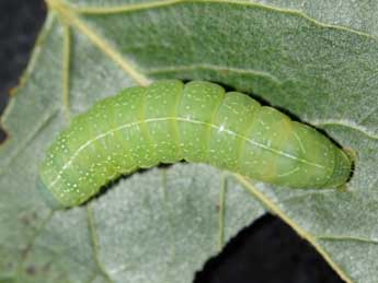  Chenille de Amphipyra cinnamomea Gze - Jean-Charles Grange