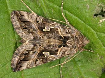 Cornutiplusia circumflexa L. adulte - ©Wolfgang Wagner, www.pyrgus.de