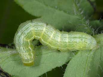  Chenille de Cornutiplusia circumflexa L. - Wolfgang Wagner, www.pyrgus.de