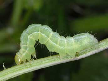  Chenille de Cornutiplusia circumflexa L. - Wolfgang Wagner, www.pyrgus.de