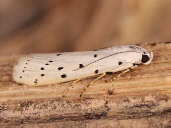 Myelois circumvoluta Frc. adulte - ©Lionel Taurand