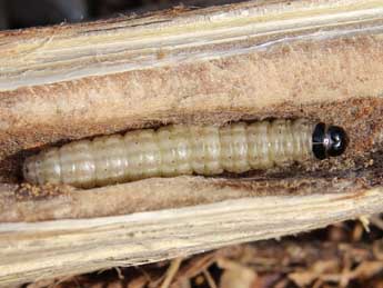  Chenille de Myelois circumvoluta Frc. - ©Lionel Taurand