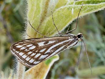 Loxostege tessellalis Gn. adulte - Friedmar Graf