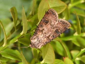 Agrotis clavis Hfn. adulte - ©Philippe Mothiron