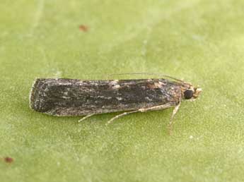 Melathrix coenulentella Z. adulte - Philippe Mothiron