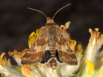 Schinia cognata Frr adulte - Wolfgang Wagner, www.pyrgus.de