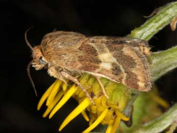 Schinia cognata Frr adulte - ©Wolfgang Wagner, www.pyrgus.de