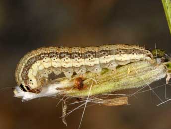  Chenille de Schinia cognata Frr - ©Wolfgang Wagner, www.pyrgus.de