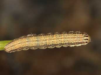  Chenille de Schinia cognata Frr - Wolfgang Wagner, www.pyrgus.de