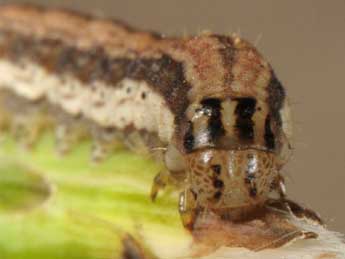  Chenille de Schinia cognata Frr - Wolfgang Wagner, www.pyrgus.de