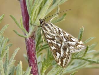 Loxostege comptalis Frr adulte - ©Lionel Taurand