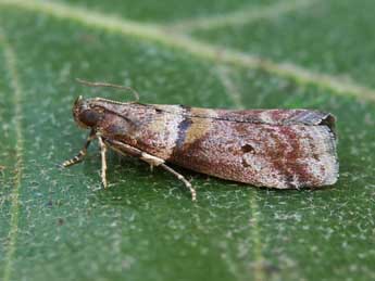 Acrobasis consociella Hb. adulte - Lionel Taurand