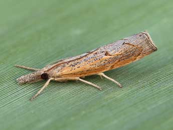 Pediasia contaminella Hb. adulte - Lionel Taurand