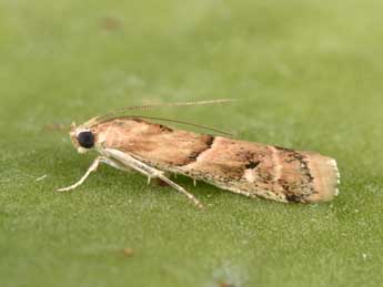 Ancylosis convexella Led. adulte - ©Philippe Mothiron