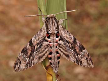 Agrius convolvuli L. adulte - Lionel Taurand