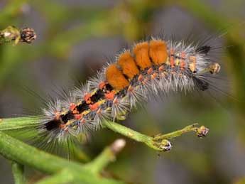  Chenille de Orgyia corsica Bsdv. - ©Paolo Mazzei