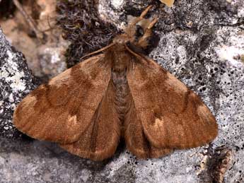 Orgyia corsica Bsdv. adulte - ©Paolo Mazzei