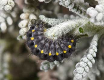  Chenille de Zygaena corsica Bsdv. - Philippe Mothiron