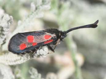 Zygaena corsica Bsdv. adulte - Philippe Mothiron