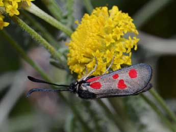 Zygaena corsica Bsdv. adulte - Herv Guyot