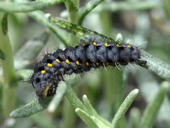  Chenille de Zygaena corsica Bsdv. - Herv Guyot