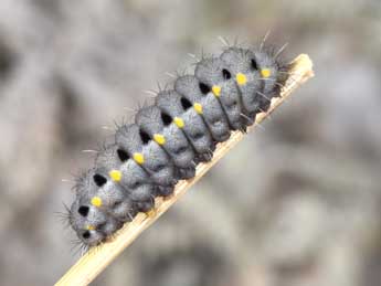  Chenille de Zygaena corsica Bsdv. - ©Philippe Mothiron