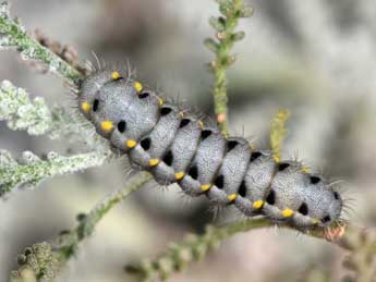  Chenille de Zygaena corsica Bsdv. - ©Philippe Mothiron