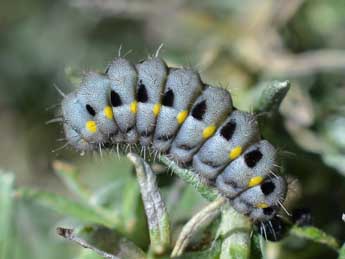  Chenille de Zygaena corsica Bsdv. - ©Herv Guyot