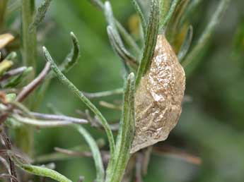  Chrysalide de Zygaena corsica Bsdv. - Herv Guyot