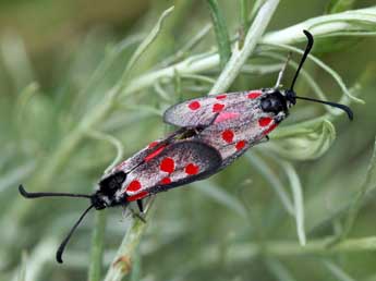 Zygaena corsica Bsdv. adulte - Daniel Morel