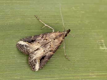 Schrankia costaestrigalis Stph. adulte - ©Lionel Taurand