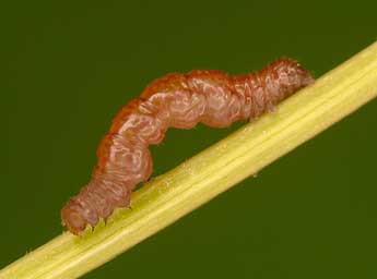  Chenille de Schrankia costaestrigalis Stph. - ©Kimmo Silvonen