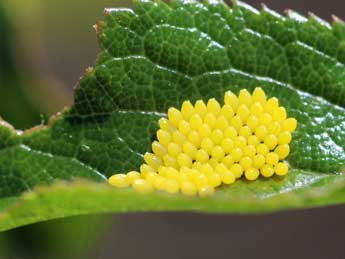  Oeuf de Aporia crataegi L. - Sylvia Chevalier