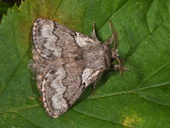 Trichiura crataegi L. adulte - Philippe Mothiron