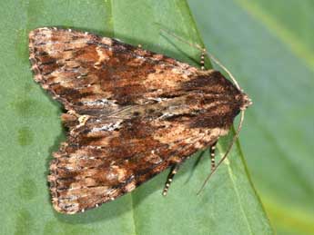 Apamea crenata Hfn. adulte - Philippe Mothiron