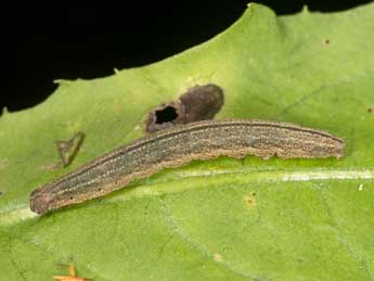  Chenille de Macrochilo cribrumalis Hb. - Kimmo Silvonen