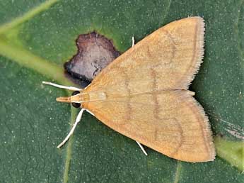 Anania crocealis Hb. adulte - Lionel Taurand