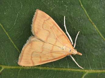 Anania crocealis Hb. adulte - Philippe Mothiron