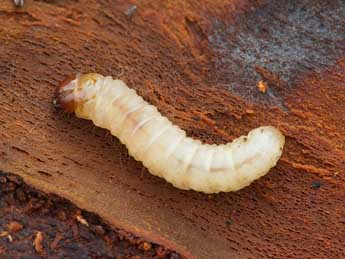  Chenille de Synanthedon culiciformis L. - ©Jeroen Voogd