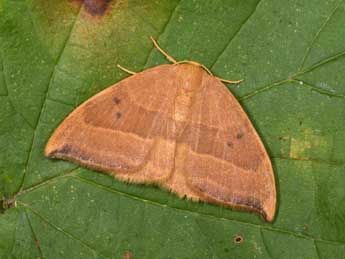 Watsonalla cultraria F. adulte - Philippe Mothiron