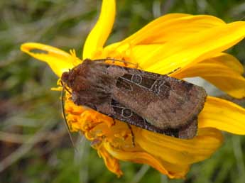 Chersotis cuprea D. & S. adulte - ©Philippe Mothiron