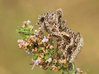 Thysanoplusia daubei Bsdv. adulte - ©Lionel Taurand