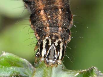  Chenille de Thysanoplusia daubei Bsdv. - Wolfgang Wagner, www.pyrgus.de