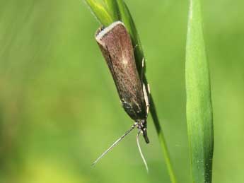 Hypochalcia decorella Hb. adulte - ©Gilles Rosier