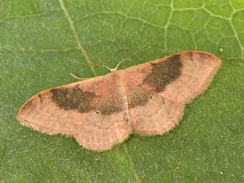 Idaea degeneraria Hb. adulte - ©Philippe Mothiron