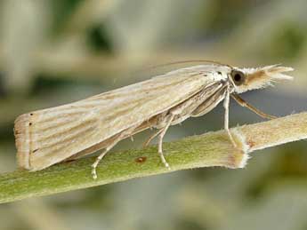 Xanthocrambus delicatellus Z. adulte - Friedmar Graf